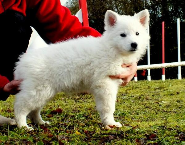 Holly Queen des écuries du conti | White Swiss Shepherd Dog 