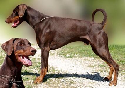 Arak-Amaruk du Feu d'Aramon | Brown Doberman Pinscher