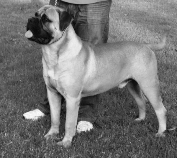 Lucifer da casa alto cristelo | Bullmastiff 