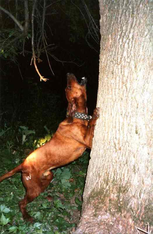 Dawn's Timber Jack | Redbone Coonhound 