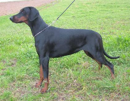 Indiana of Skyone | Black Doberman Pinscher