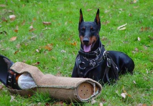 Bell'Lavoros Nero Strega | Black Doberman Pinscher