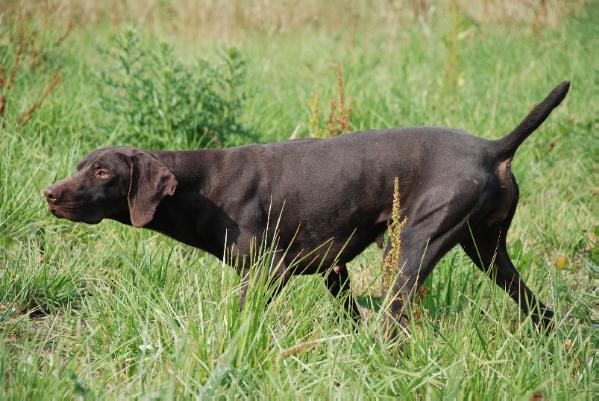 Rina du Mas de l'Arbre | German Shorthaired Pointer 