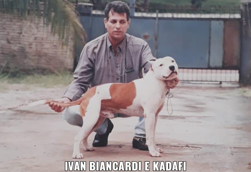 Kadafi Weilersul | American Staffordshire Terrier 