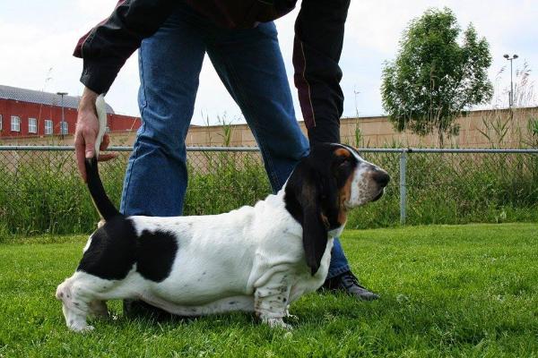 Valentino v. Grunsven | Basset Hound 