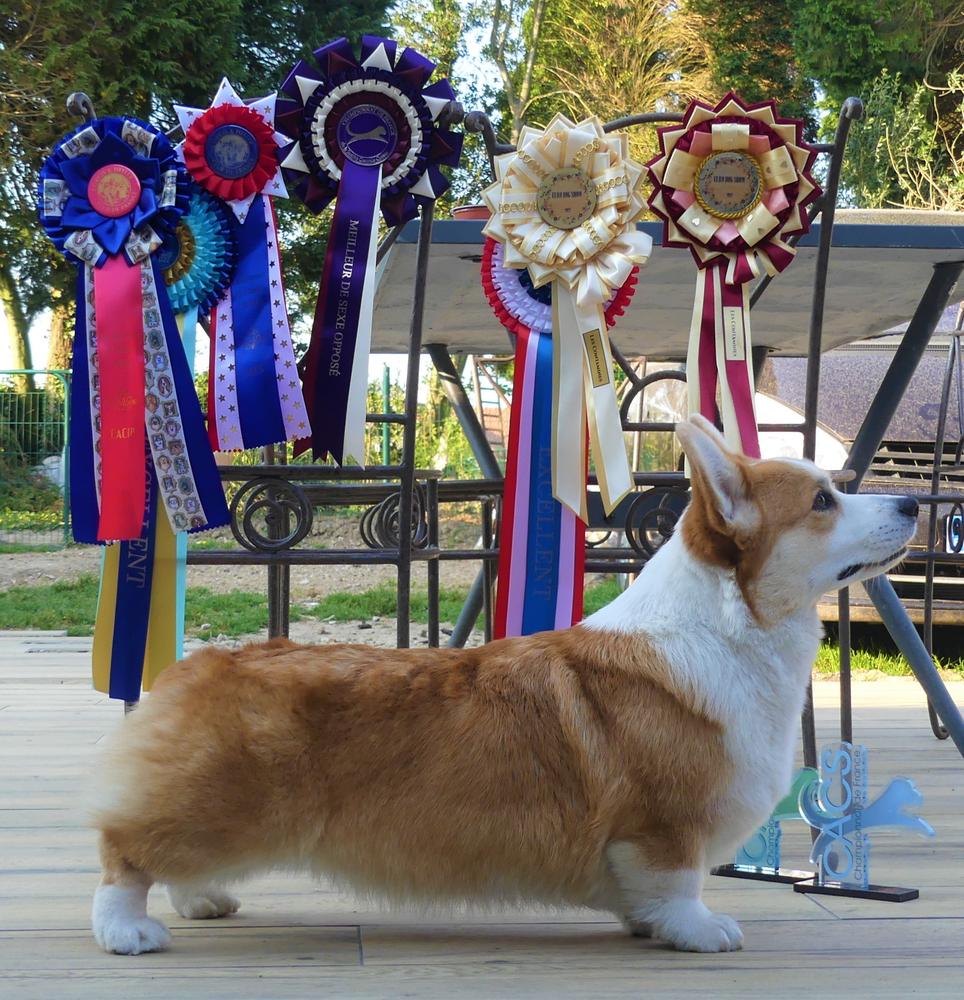 Pepper Potts My Iron Star's des Contamines | Pembroke Welsh Corgi 