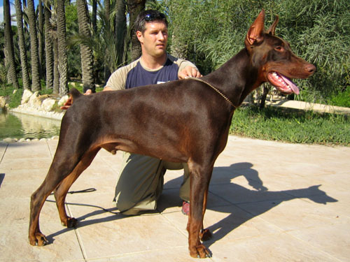 Nasa di Modello | Brown Doberman Pinscher