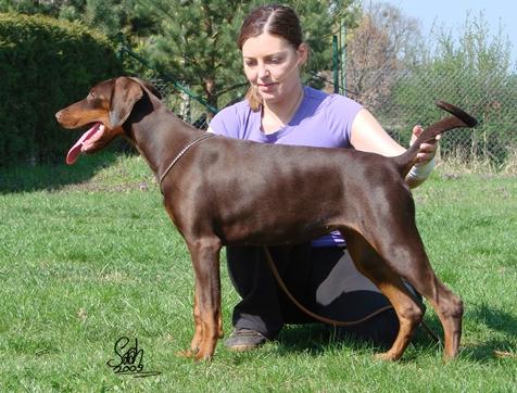 Galina Elite House | Brown Doberman Pinscher