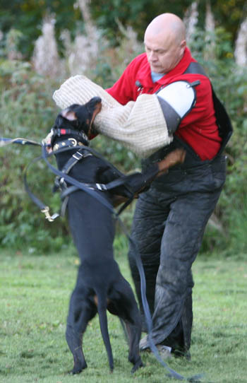 Brückendorfer Ritter | Black Doberman Pinscher