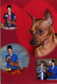 San Spur's Hot Topic | Miniature Pinscher 