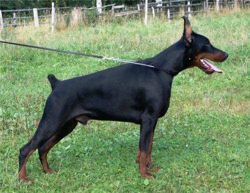 Teraline Midgard | Black Doberman Pinscher