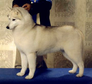 Karnovanda’s Beatrisa | Siberian Husky 