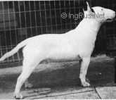 Schardale Master Splinter | Miniature Bull Terrier 