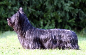 Finnsky Fascination | Skye Terrier 