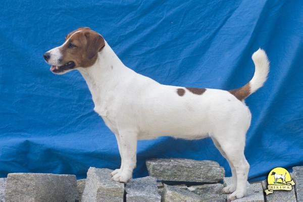 Aikiwa Desdemona | Jack Russell Terrier 