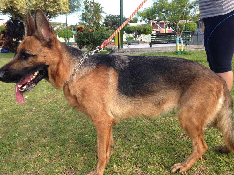 Bianka Del Rio Danubio | German Shepherd Dog 