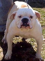 Hall Miss Pebbles | Olde English Bulldogge 