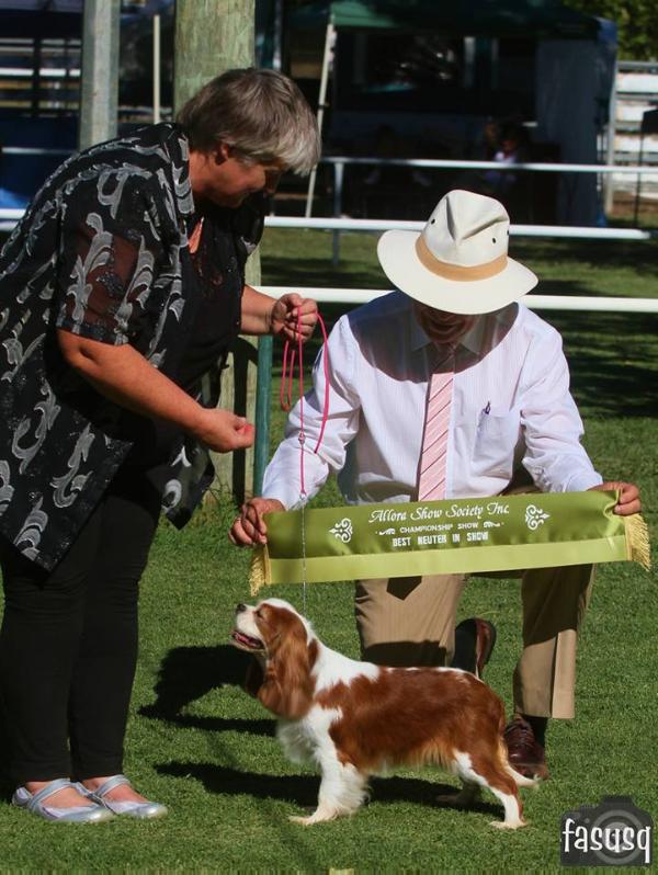 Aberlour Whomping Willow (Blen) | Cavalier King Charles Spaniel 