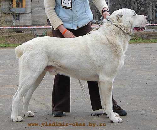 Turanshah iz Konvoya na Sugutke | Central Asian Shepherd Dog 