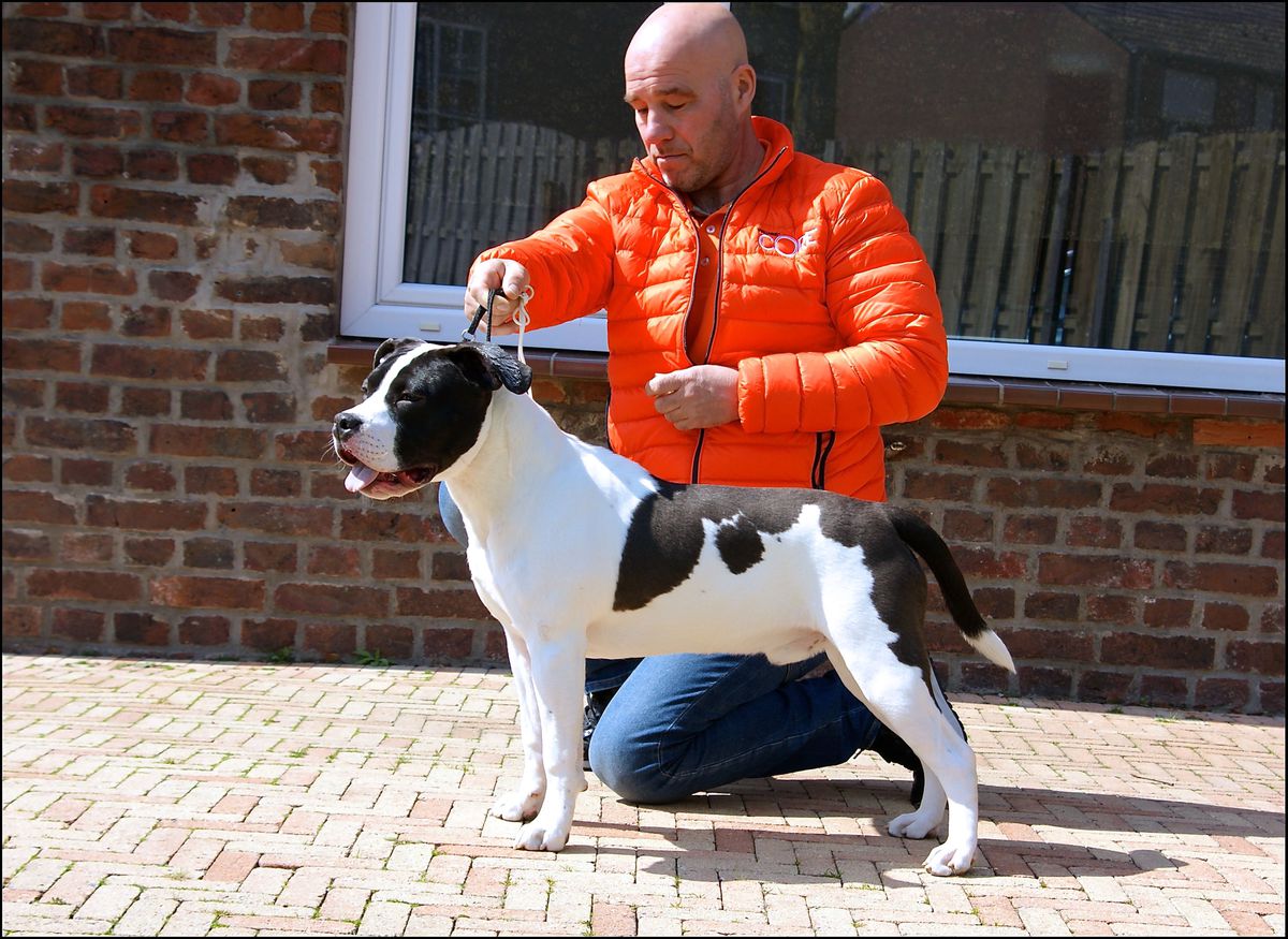 Carmichael’s Ace of Spades | American Staffordshire Terrier 