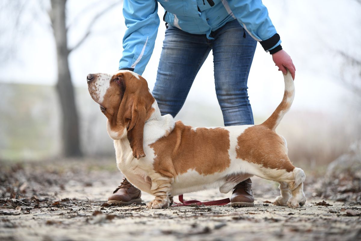 Buffobass Saucy Fellow | Basset Hound 