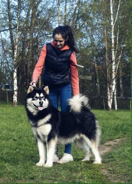 Farkhad Ferrum Warrior | Alaskan Malamute 