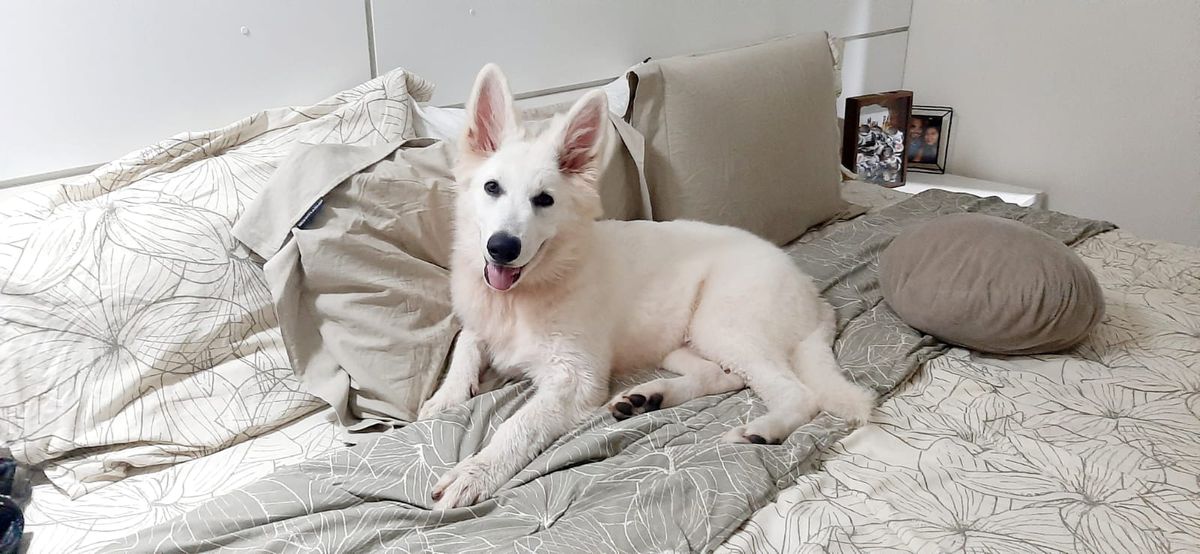 Carter aus Fontschweizer | White Swiss Shepherd Dog 