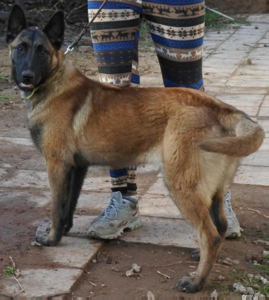 Andy Strazce Palisad | Belgian Malinois 