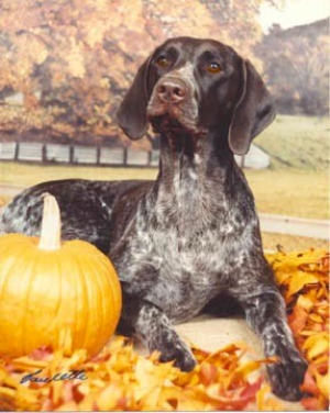 Up N Adam's Imagine | German Shorthaired Pointer 