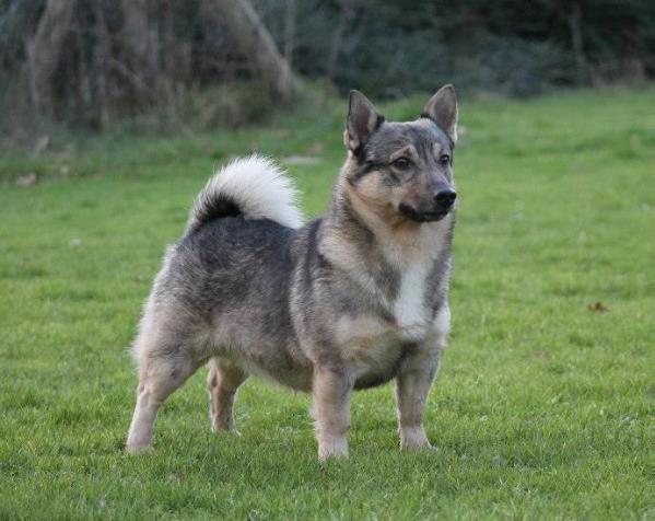 Amadeus | Swedish Vallhund 