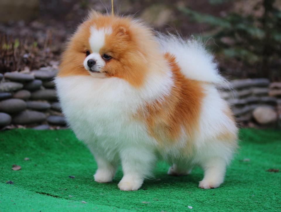 Jacindas In Hot Pursuit Parti | Pomeranian 