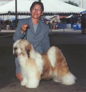 SCHANTI'S YAK-PA LAMLEH | Tibetan Terrier 