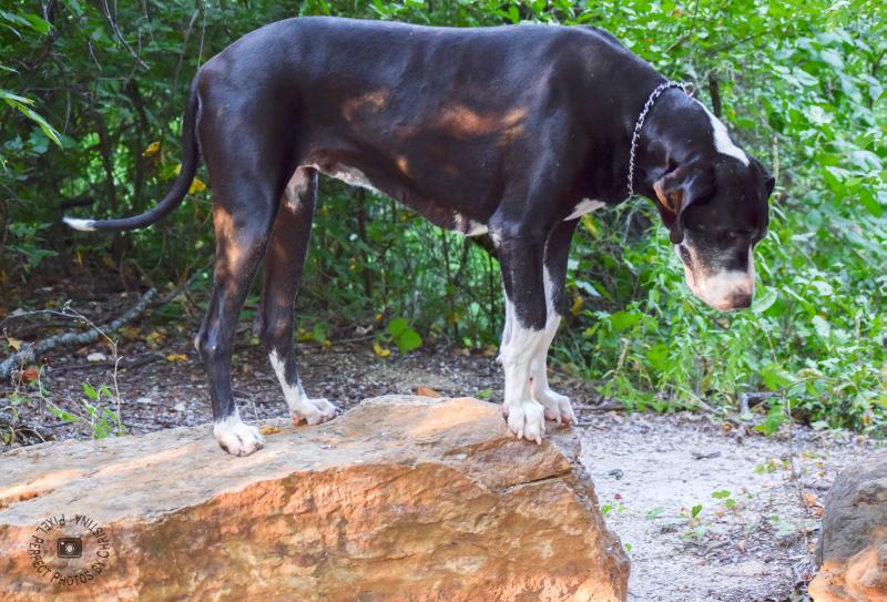 Highlands Princess Fiona | Great Dane 
