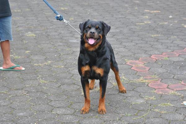 Perla von Kichi | Rottweiler 