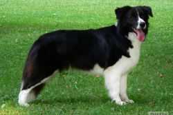 Valvolgy Szep Aqua | Border Collie 