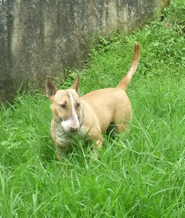 La Guason | Bull Terrier 