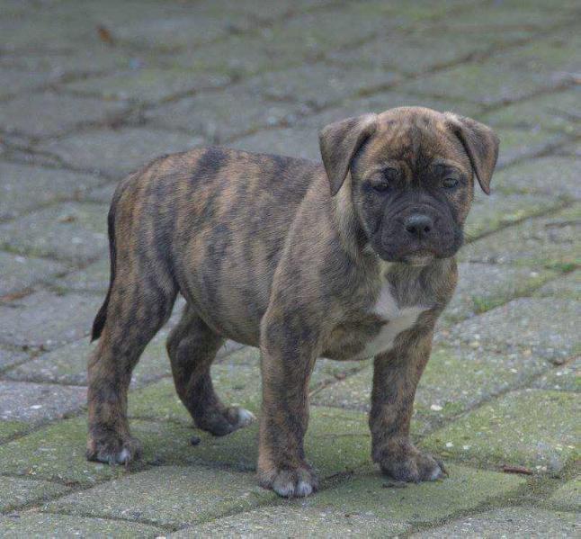 Catobulls Mac | Olde English Bulldogge 