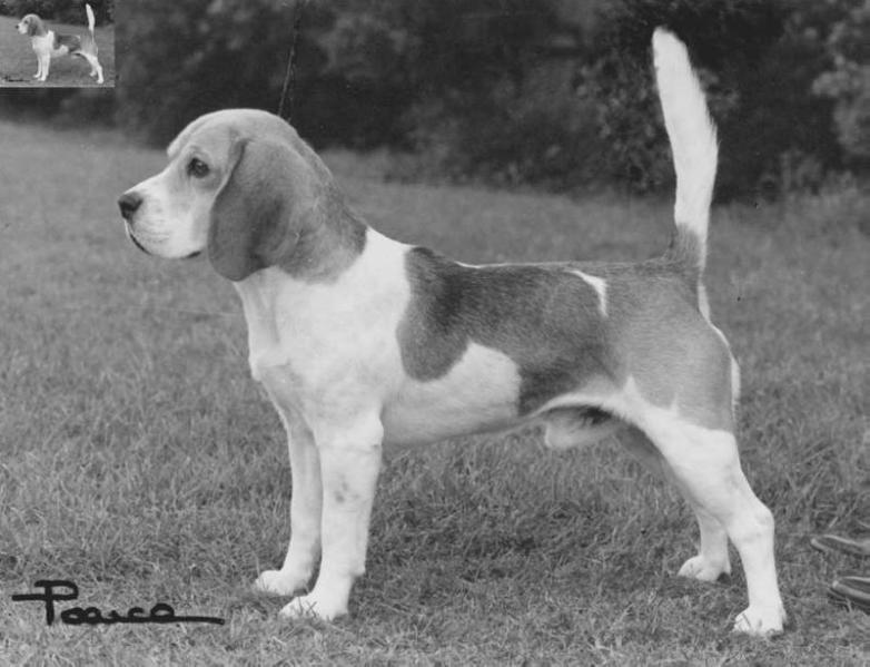 Dufosee Nobility | Beagle 