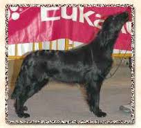 Drac de branosera | Flat-Coated Retriever 