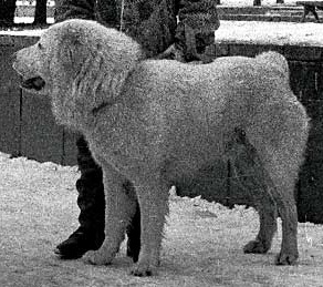 Palash | Central Asian Shepherd Dog 