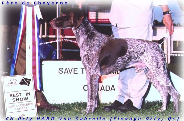 Orly Haro Von Cabrelle | German Shorthaired Pointer 