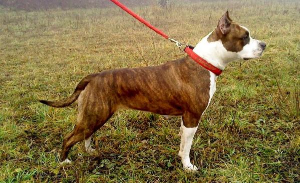 Big Happyness Wild Black Angels | American Staffordshire Terrier 