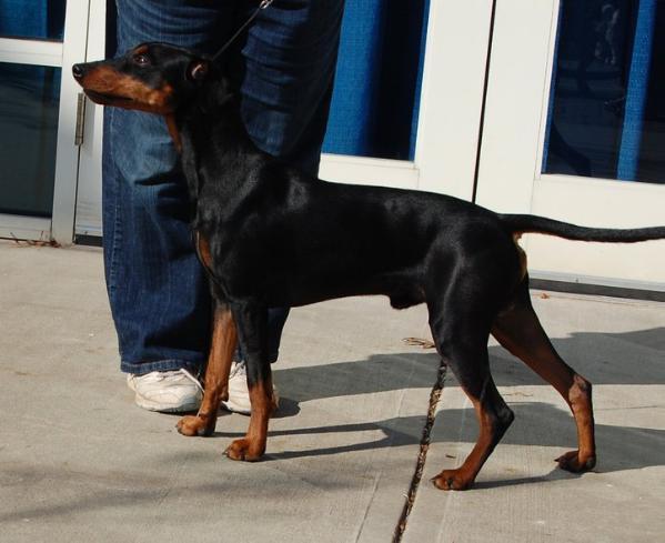 Tunnbindarens Double Destinations | German Pinscher 