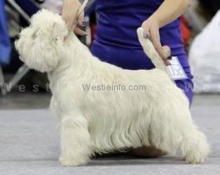 Attention on Me Vertragus | West Highland White Terrier 