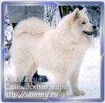 Belyi Volk Sammi | Samoyed 