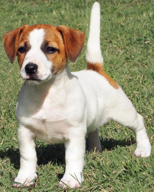 La Violetta Jack Mago Merlino | Jack Russell Terrier 