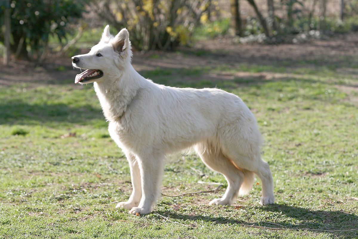 Hera of White Friends | White Swiss Shepherd Dog 
