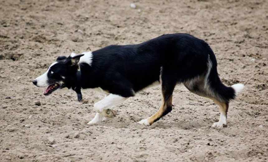 Oaktree Levi | Border Collie 