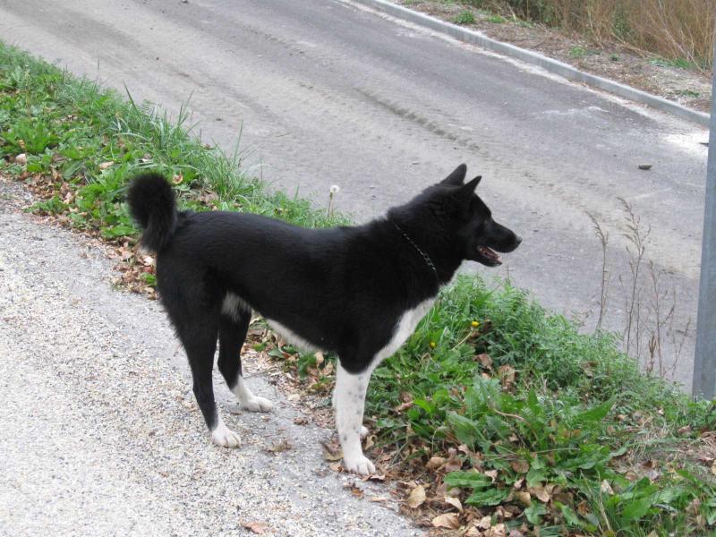 DIGORA des Pointes d'Argent | Karelian Bear Dog 