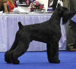 Skansen's Kalifornia | Giant Schnauzer 